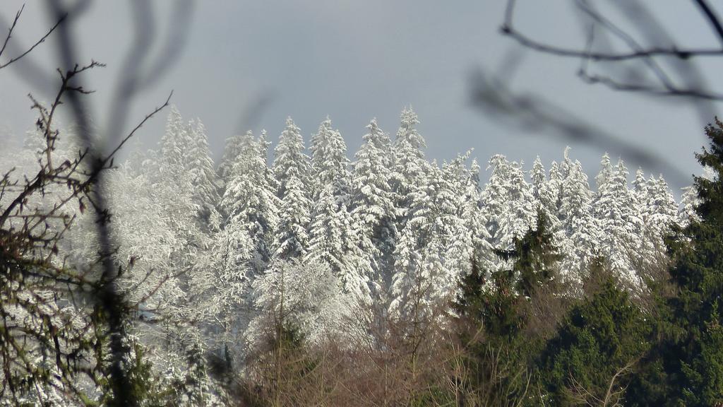Haus Wald-Eck Schmallenberg Exterior foto